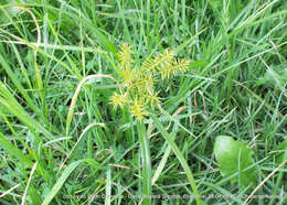 Слика од Cyperus hermaphroditus (Jacq.) Standl.