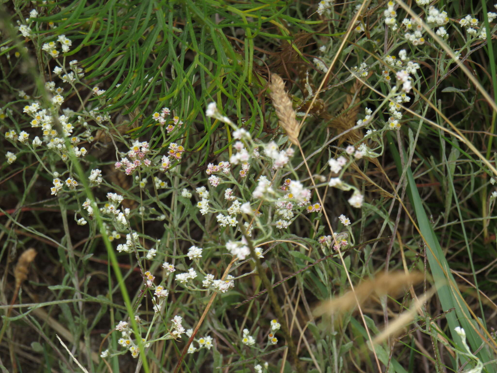 Sivun Helichrysum indicum (L.) Grierson kuva