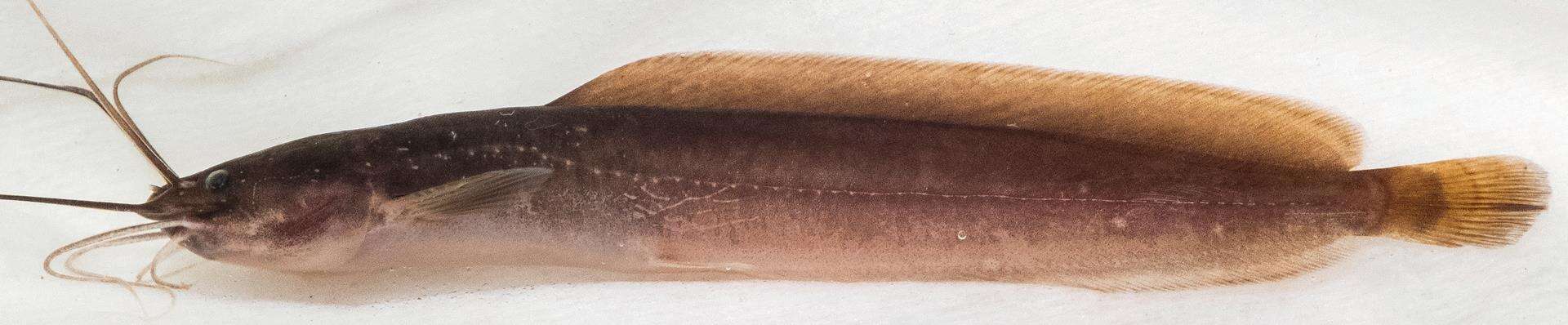 Image of Clarias camerunensis Lönnberg 1895