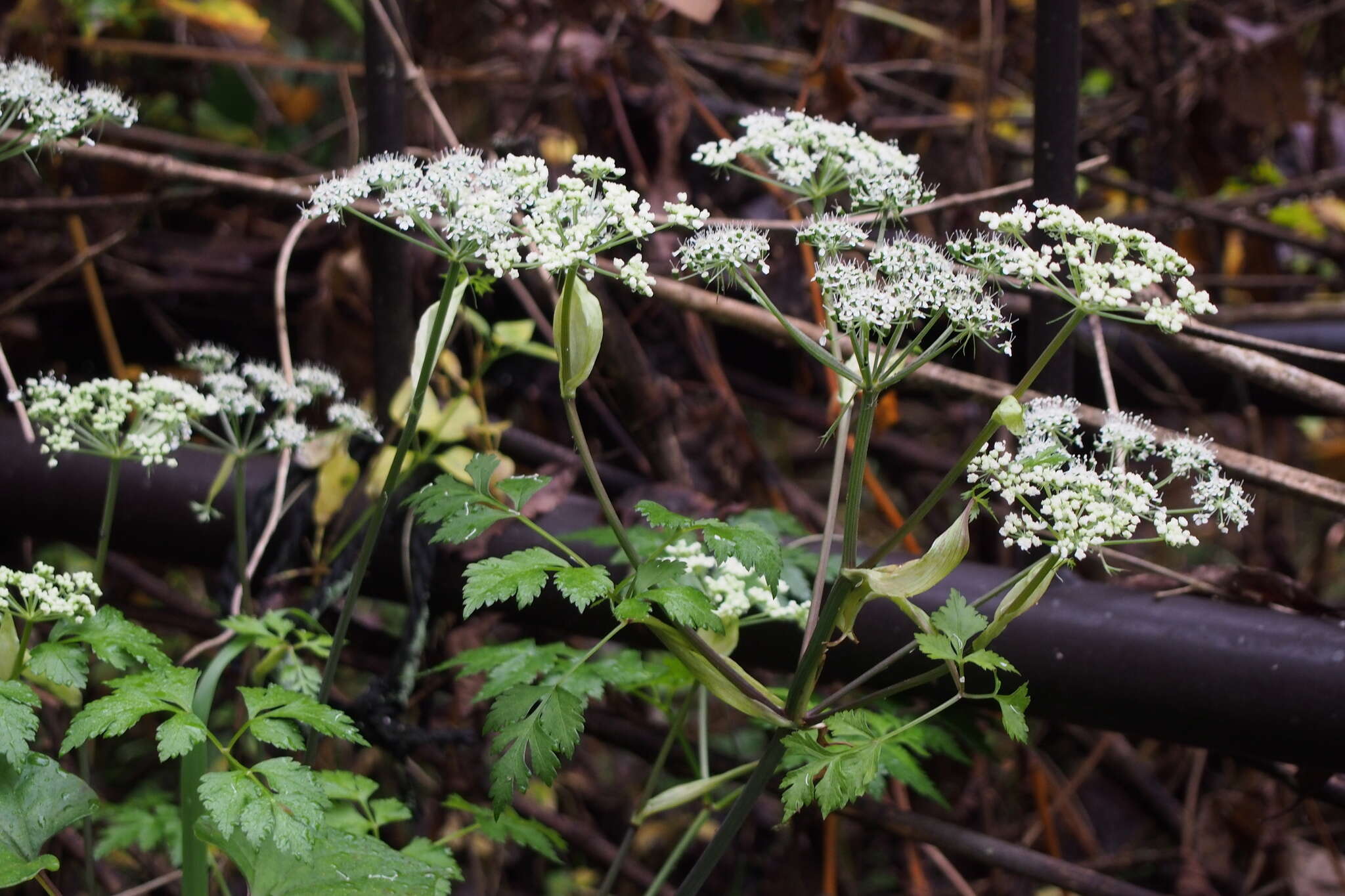 Image of Angelica pubescens Maxim.