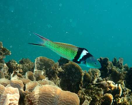 Image of Bluehead Wrasse