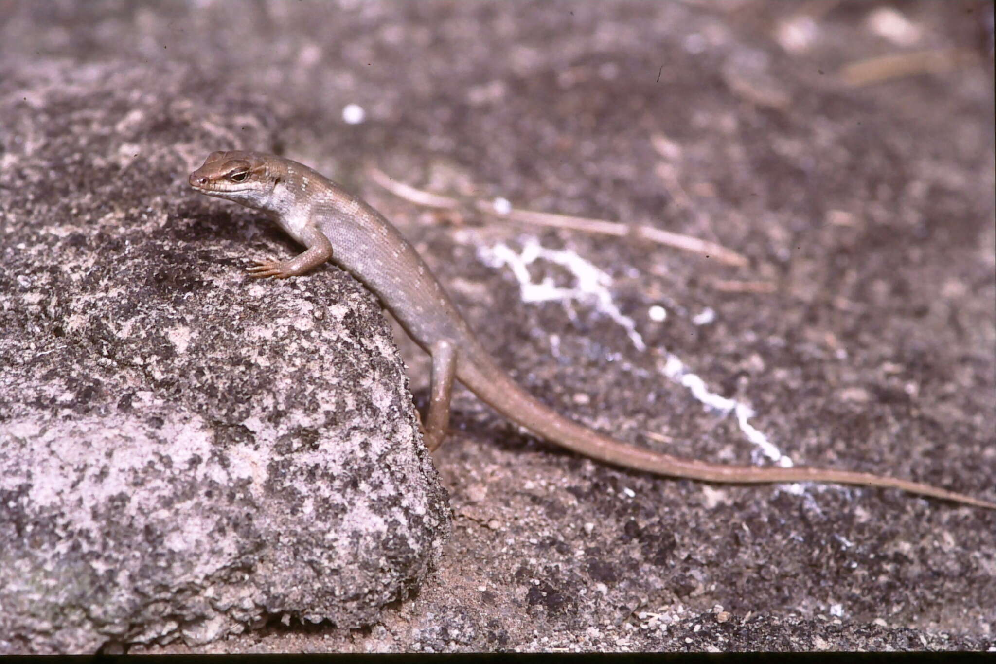 Leiolopisma telfairii (Desjardin 1831) resmi