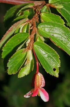 Image of fuchsia begonia