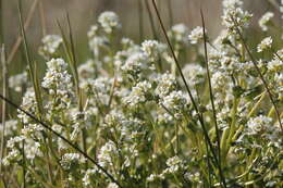 Image of Cochlearia bavarica Vogt