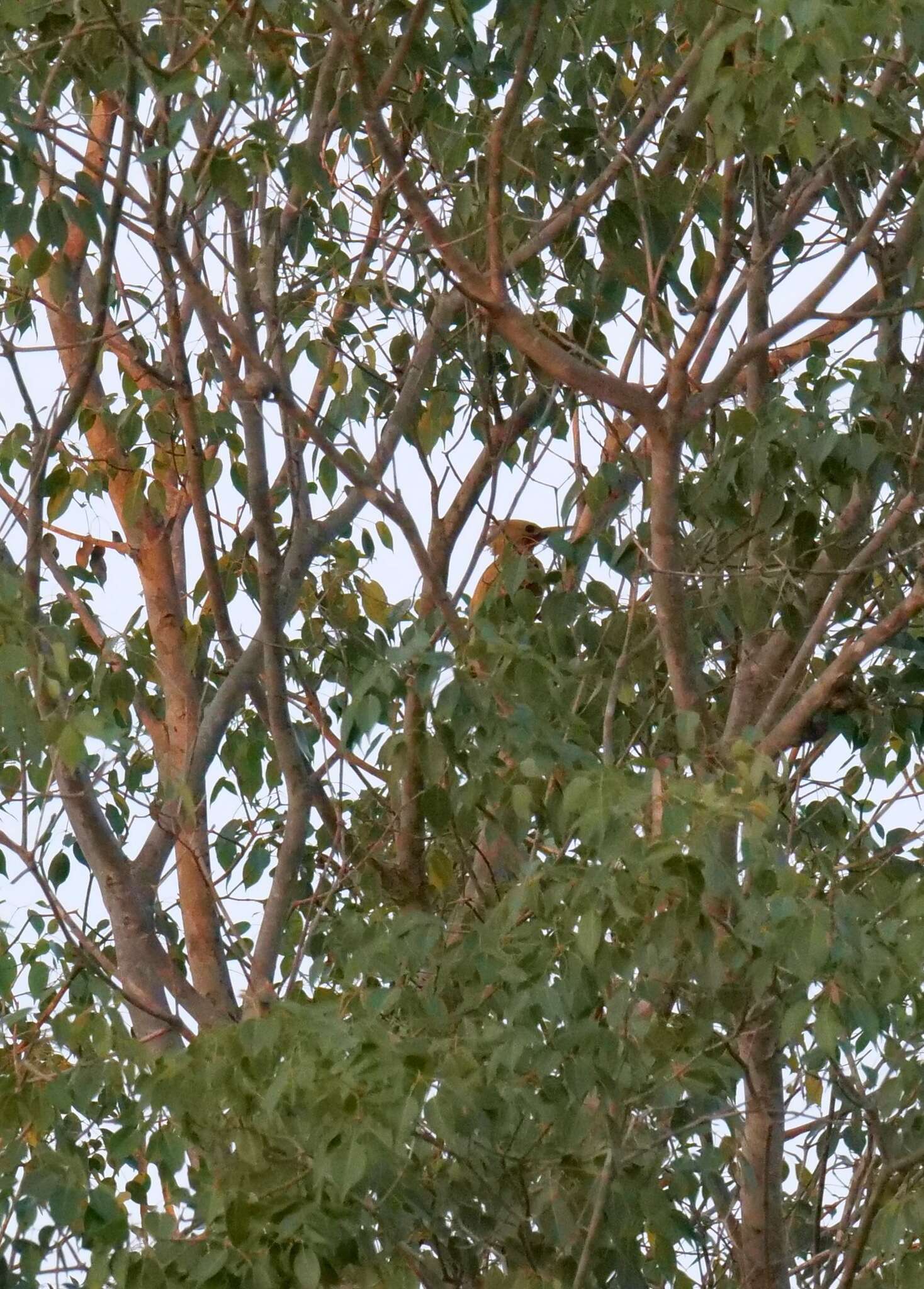 Image of Cream-colored Woodpecker