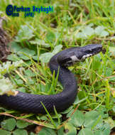 Image of Persian ratsnake