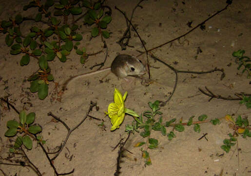 Image of Gulf Coast Kangaroo Rat