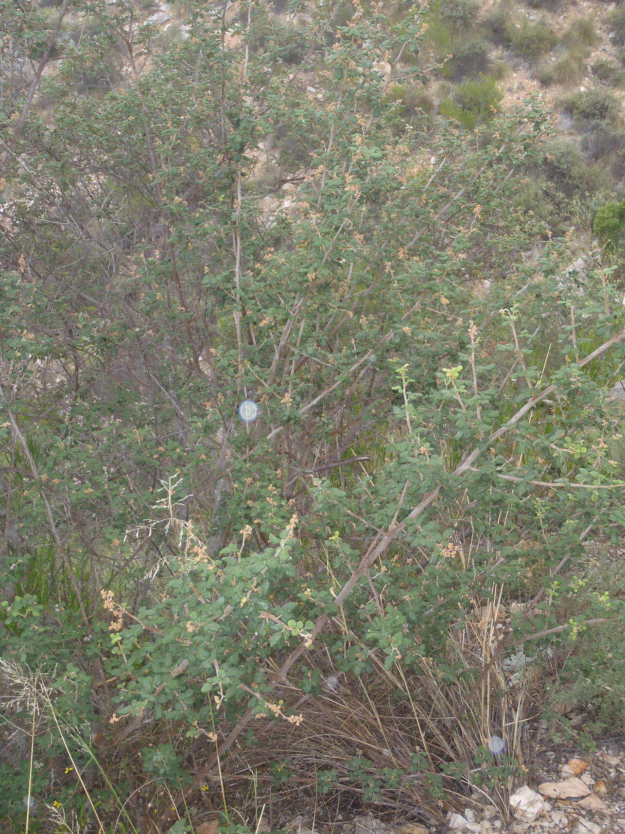 Image of Searsia incisa (L. fil.) F. A. Barkley