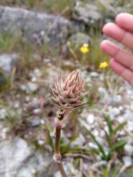 Image of Aloe compressa H. Perrier