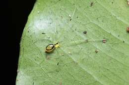 Image of Theridion grallator Simon 1900