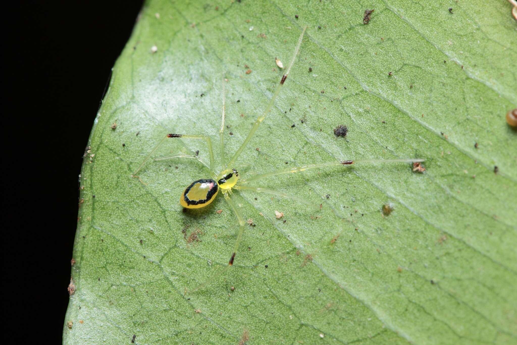 Image of Theridion grallator Simon 1900