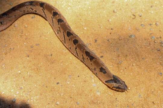 Image of Snouted Night Adder