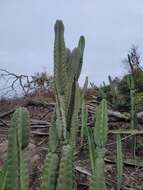 Image of Cereus fernambucensis subsp. sericifer (F. Ritter) N. P. Taylor & Zappi