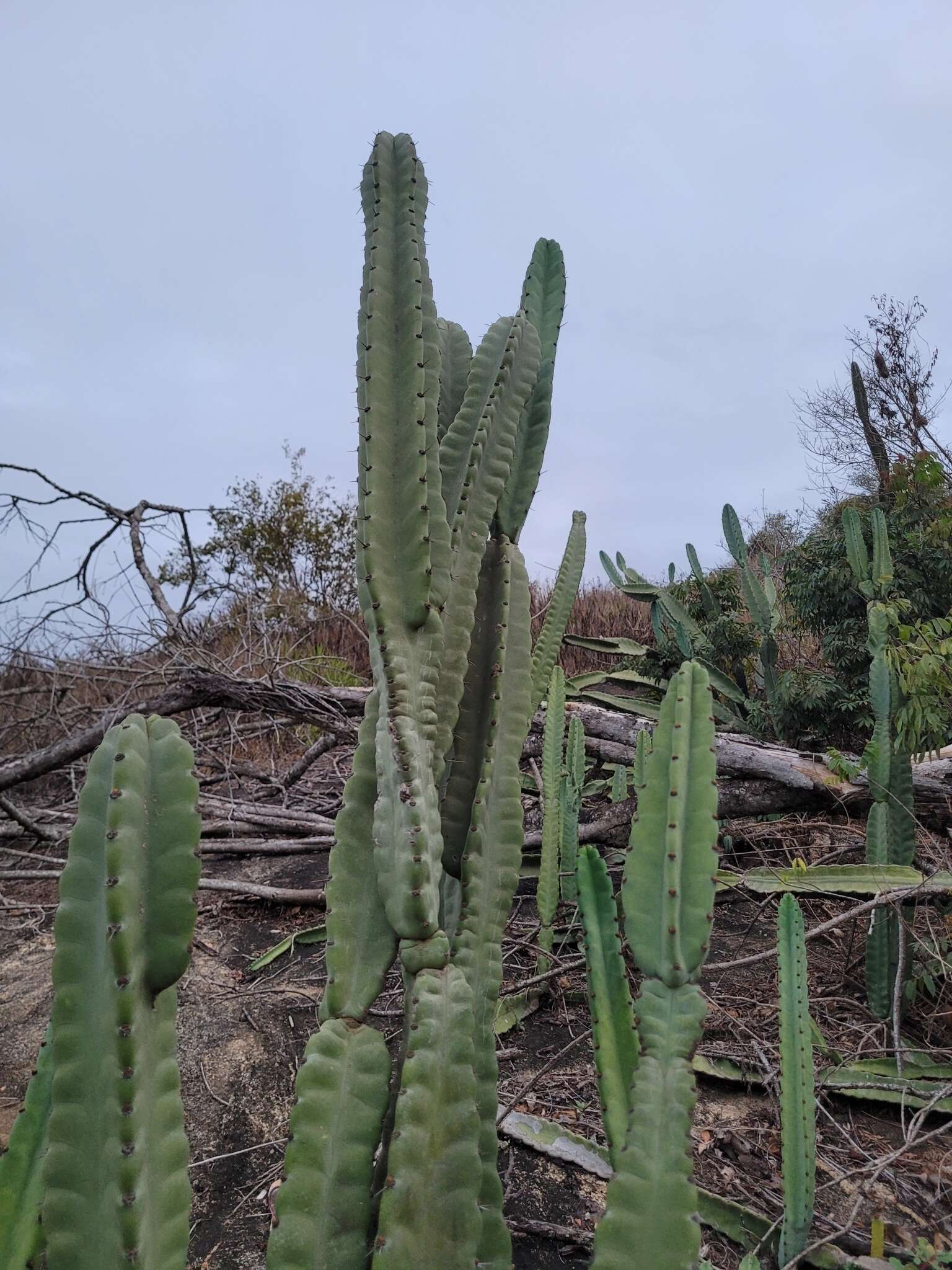 Plancia ëd Cereus fernambucensis subsp. sericifer (F. Ritter) N. P. Taylor & Zappi