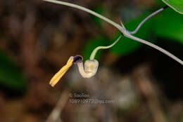 Image de Aristolochia austrochinensis C. Y. Cheng & J. S. Ma