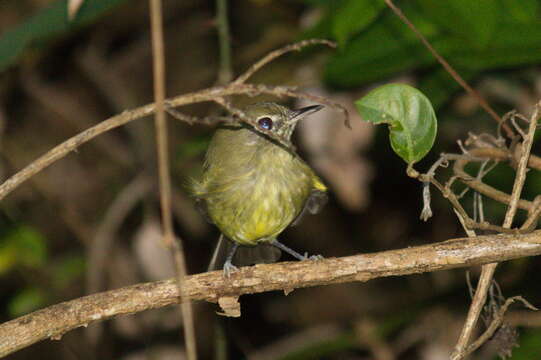 Image of Eye-ringed Tody-Tyrant