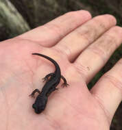 Image of Arboreal Salamander