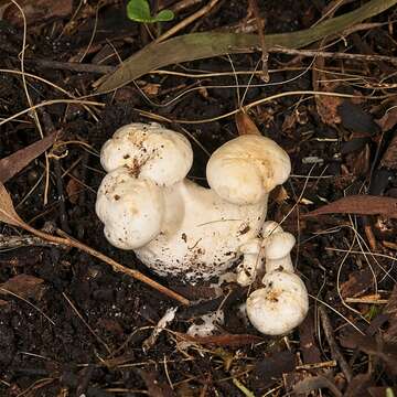 Image of Leucopaxillus cerealis (Lasch) Singer 1962