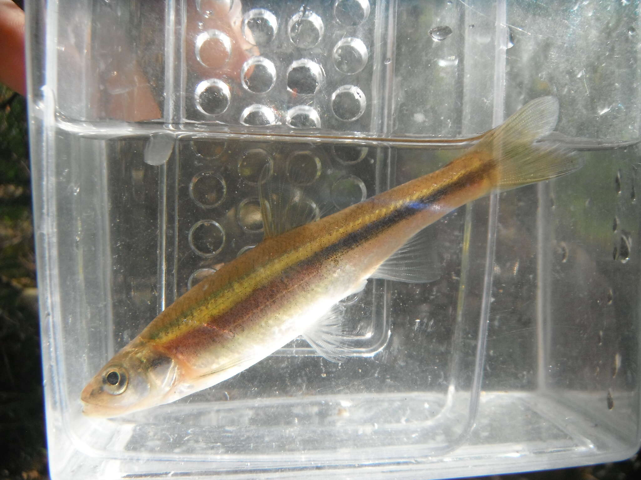 Image of Redside Dace