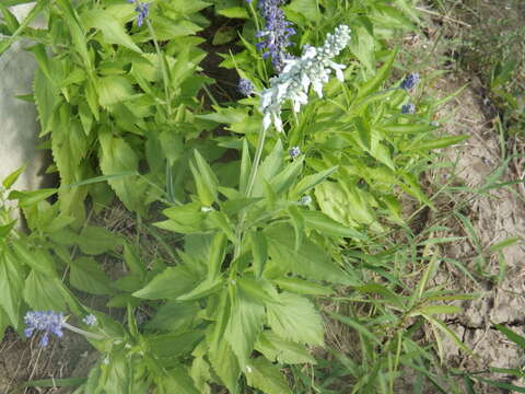 Imagem de Salvia farinacea Benth.