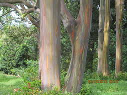 صورة Eucalyptus deglupta Bl.