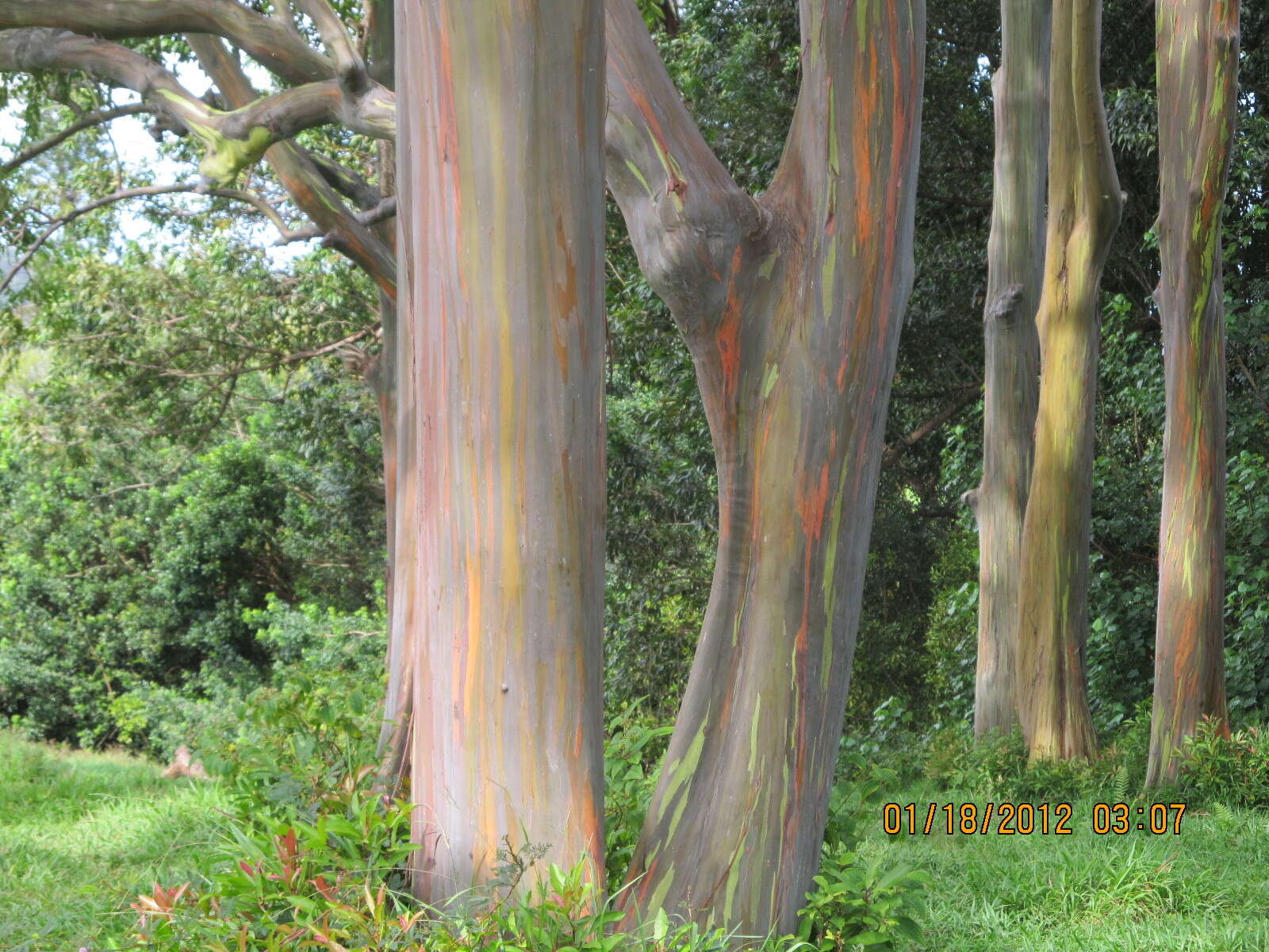 صورة Eucalyptus deglupta Bl.