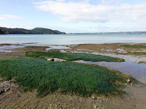 Image of Zostera novazelandica Setch.