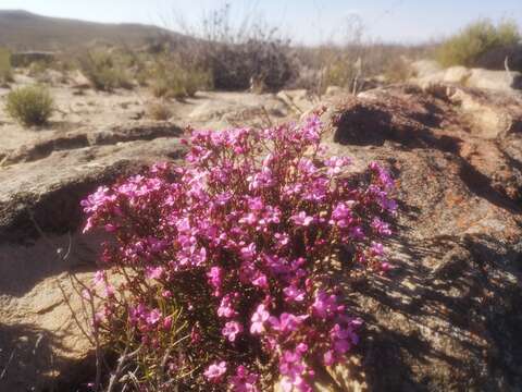 Image of Acmadenia matroosbergensis Phill.