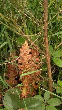 Image of greater broomrape