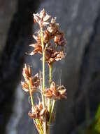 Слика од Cladium mariscoides (Muhl.) Torr.