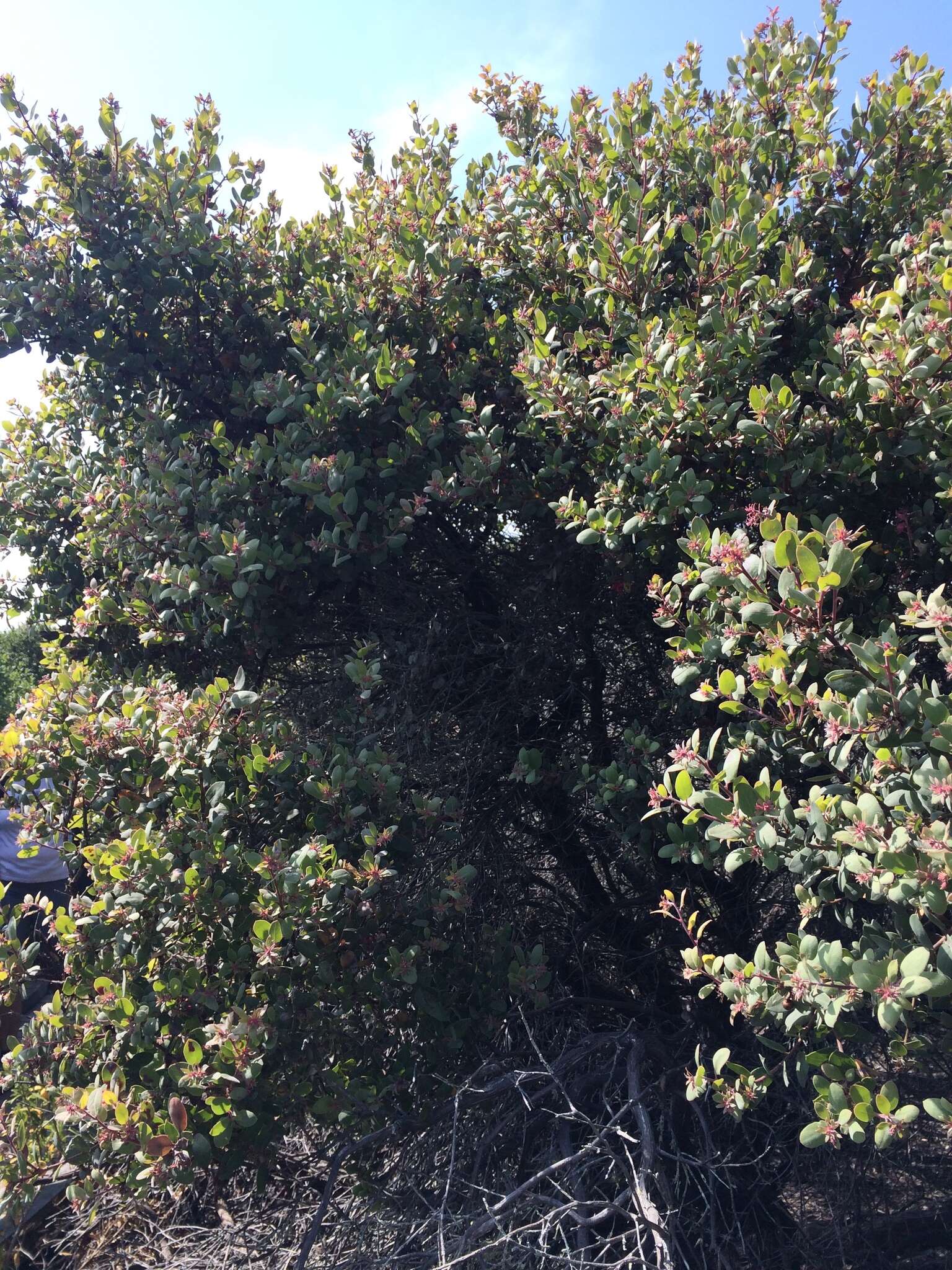 Plancia ëd Arctostaphylos morroensis Wiesl. & Schreiber