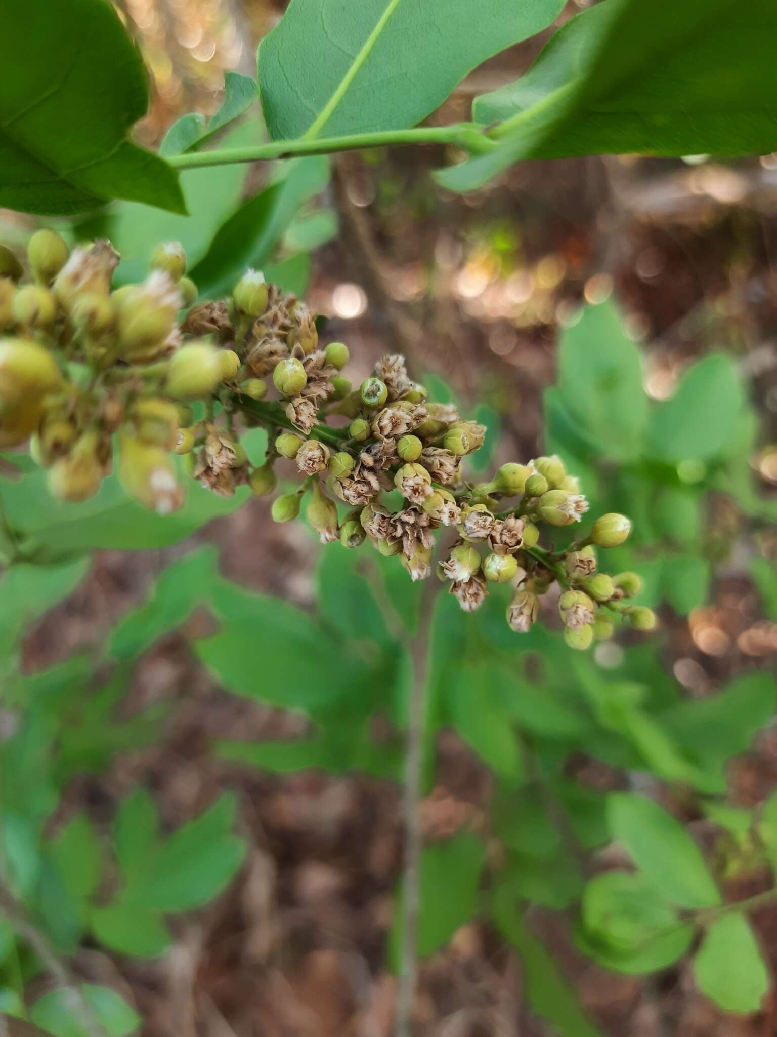 Plancia ëd Talisia esculenta (A. St.-Hil.) Radlk.