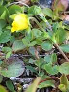 Слика од Potentilla crantzii (Crantz) Beck