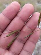 Слика од Indigofera pedunculata Baker