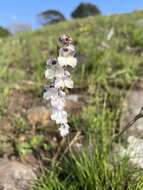 Imagem de Gladiolus inandensis Baker