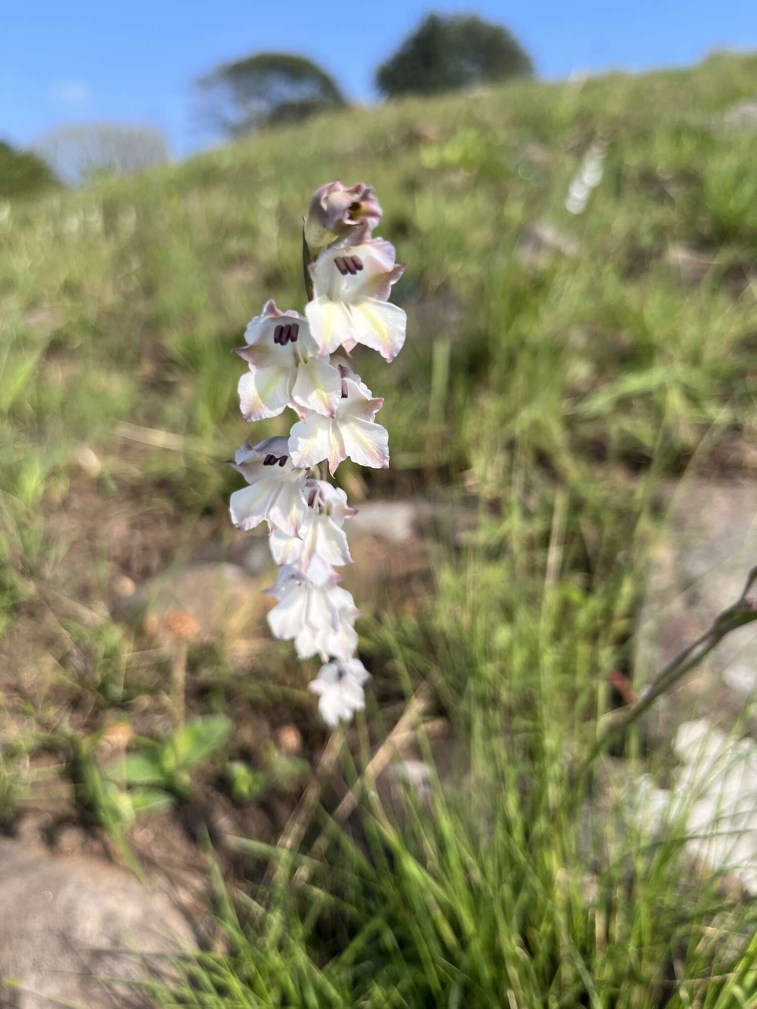 Imagem de Gladiolus inandensis Baker