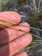 Image of Pine-Barren Fluff Grass