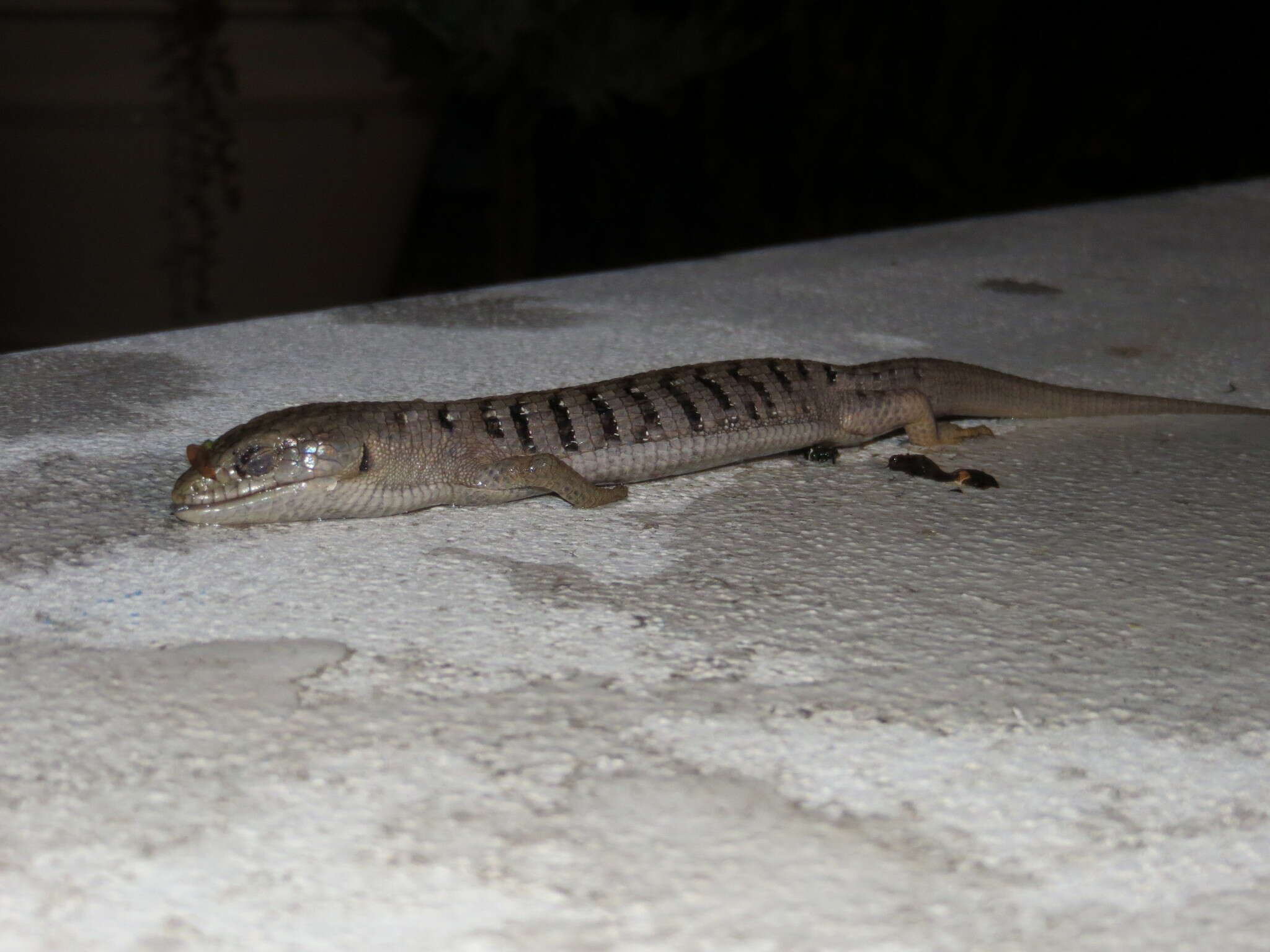 Image of Southern Alligator Lizard