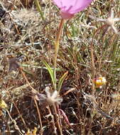 Plancia ëd Clarkia lewisii P. H. Raven & D. R. Parnell