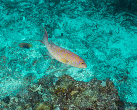 Image of Lunar-tailed Grouper