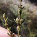 Image of Border Boronia