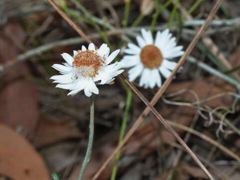 Image of Argentipallium obtusifolium (Sond.) P. G. Wilson