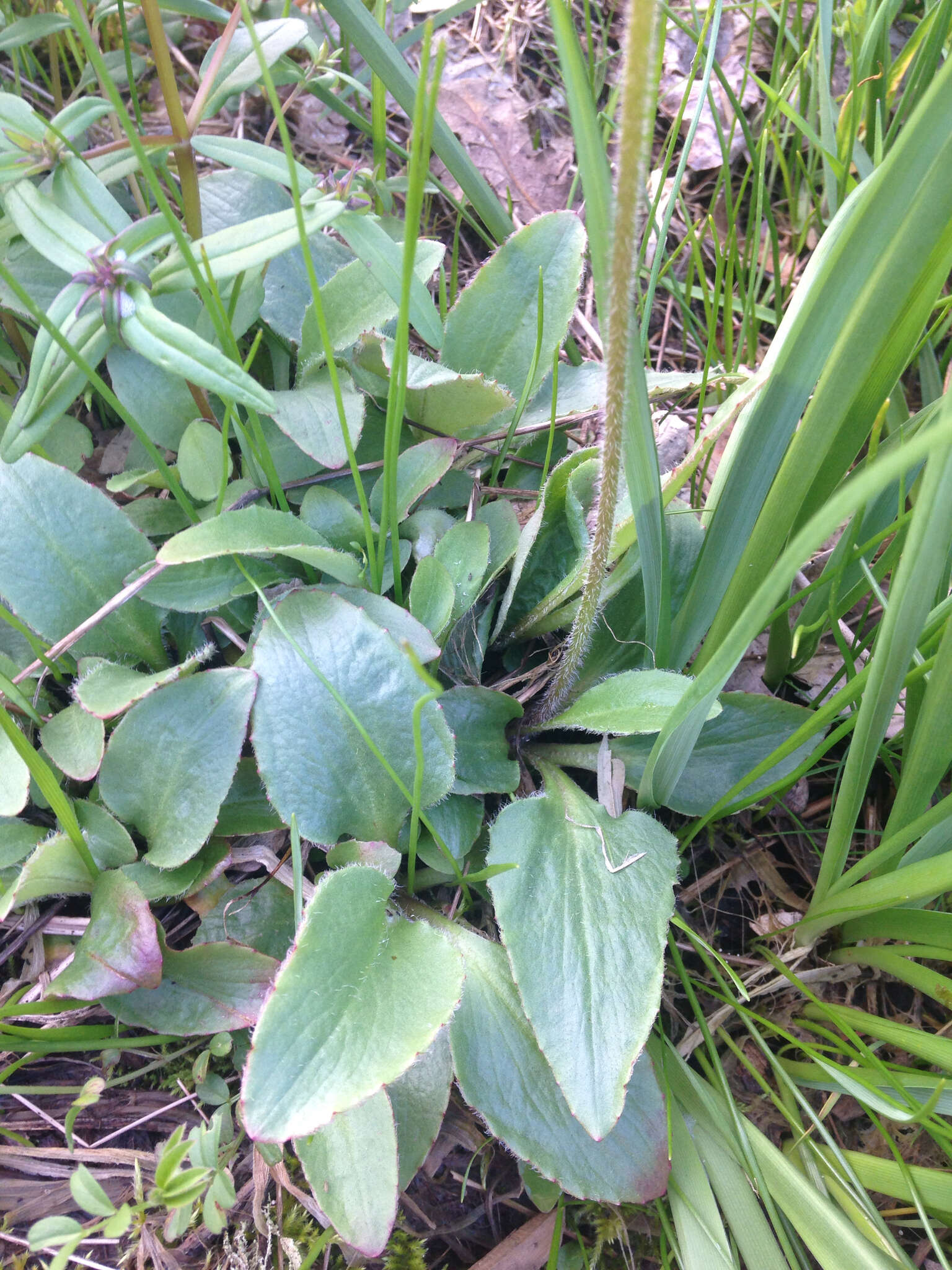 Imagem de Micranthes integrifolia (Hook.) Small