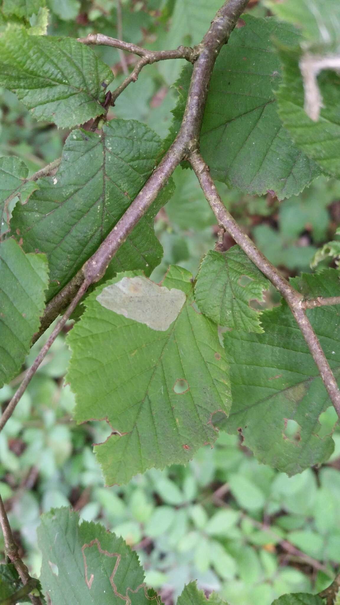 Image de Phyllonorycter coryli (Nicelli 1851)