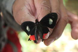 Image of Parides iphidamas (Fabricius 1793)