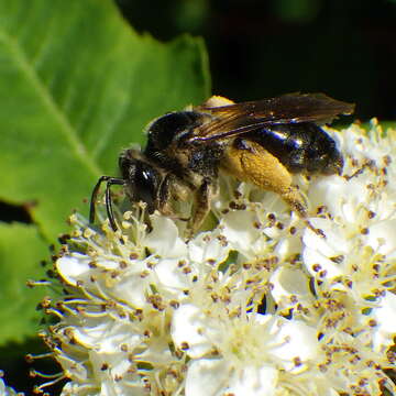 Sivun Andrena crataegi Robertson 1893 kuva