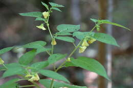 Calliphysalis carpenteri (Riddell) Whitson resmi