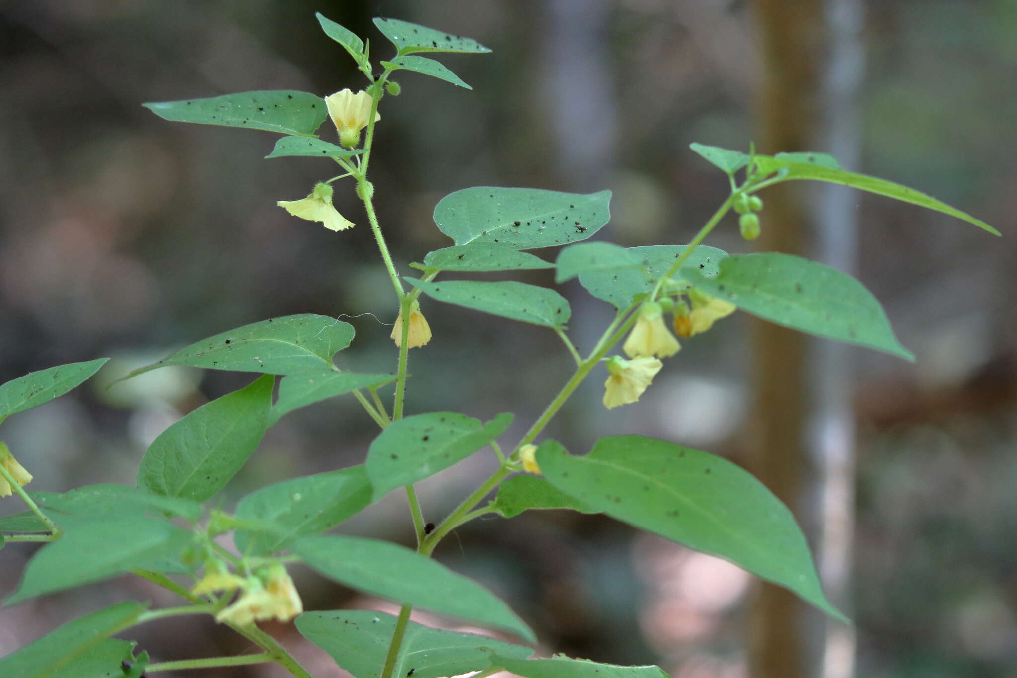 Слика од Calliphysalis carpenteri (Riddell) Whitson