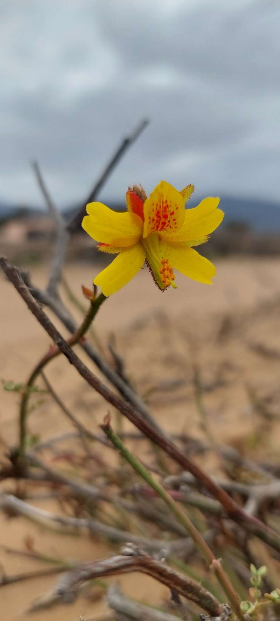 Image of <i>Erythrostemon angulatus</i>