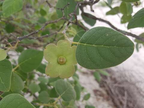 Image de Karomia macrocalyx (Baker) R. Fern.